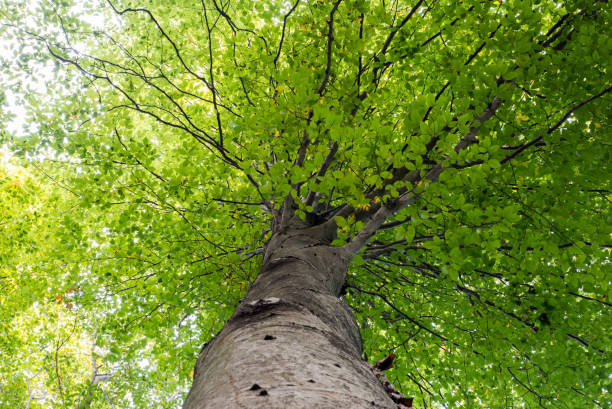 istock Low angle view of a tall Oriental beech (Fagus orientalis) tree against the sky. 653585626