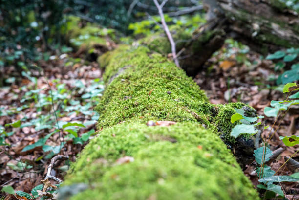 istock Green moss growing on a big tree trunk. Blurry forest background. Autumn leaves on the ground. Low-angle close-up shot. 653597158