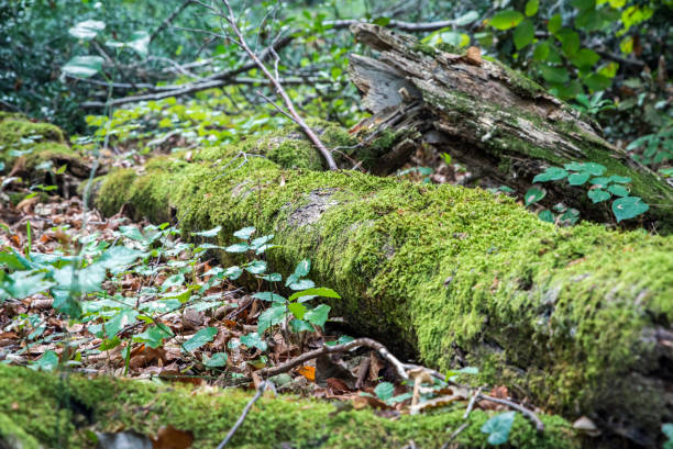 istock Green moss growing on a big tree trunk. Blurry forest background. Autumn leaves on the ground. Low-angle close-up shot. 653598110