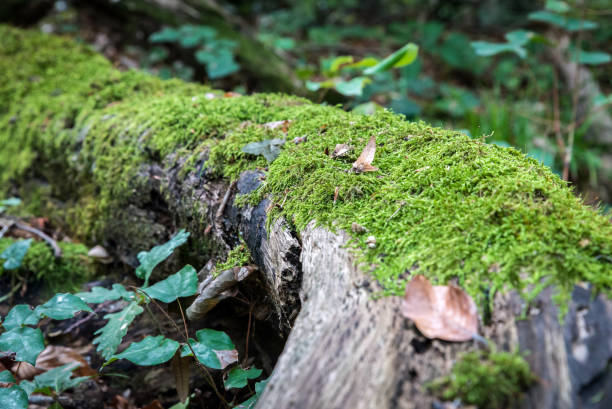 istock Green moss growing on a big tree trunk. Blurry forest background. Autumn leaves on the ground. Low-angle close-up shot. 653600132