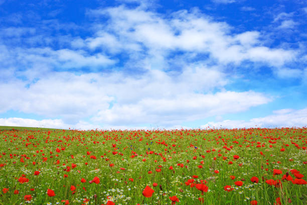 istock Wild poppy flowers on blue sky background 653628804
