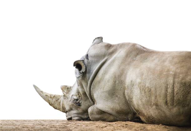 istock Sleepy Rhino Isolated on White Background 653660190