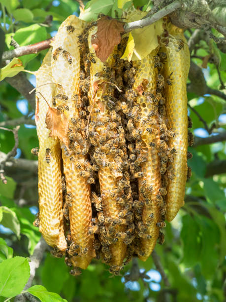 Wild Honeybee Hive In An Apple Tree Stock Photo - Download Image Now -  Beehive, Animals In The Wild, Apple Tree - Istock