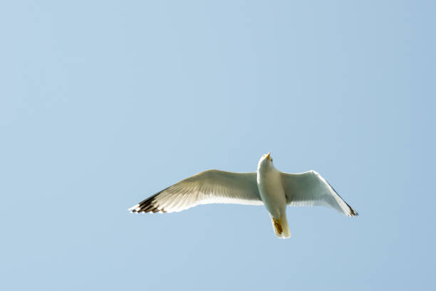 istock Flying seagull with blue sky in the background. 653669762