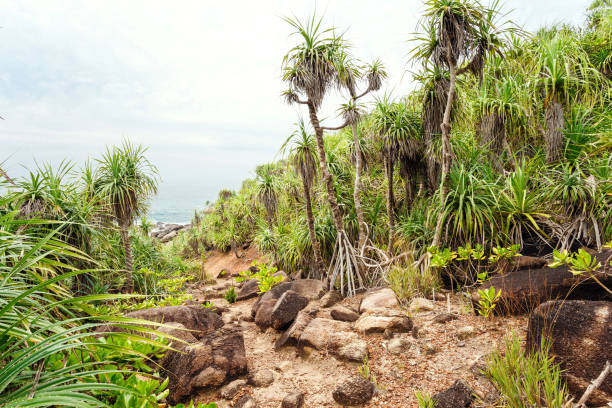 landscape trails rocky tropical beach. - goa beach india green imagens e fotografias de stock