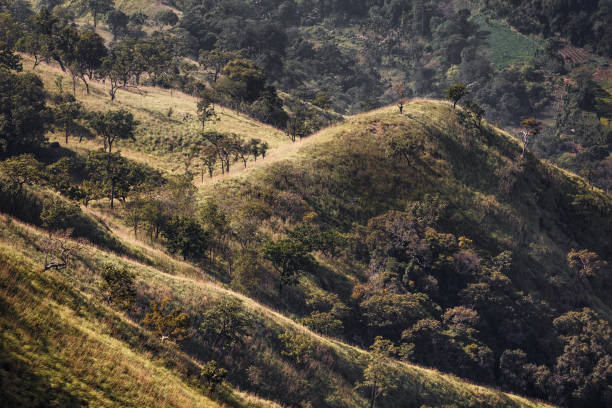 Mountain landscape in Sri Lanka. View from Little Adam's Peak. Mountain landscape in Sri Lanka. ella sri lanka stock pictures, royalty-free photos & images