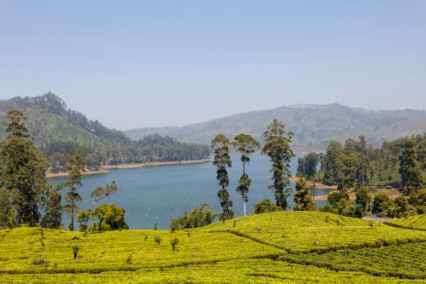 istock Landscape tea plantation on the lake 653729444