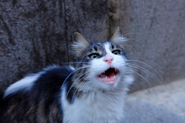 A hungry cute tabby cat is meowing for food