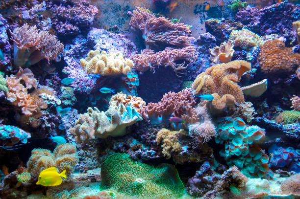 istock Vivid colored aquarium with corals and yellow fish 653749538