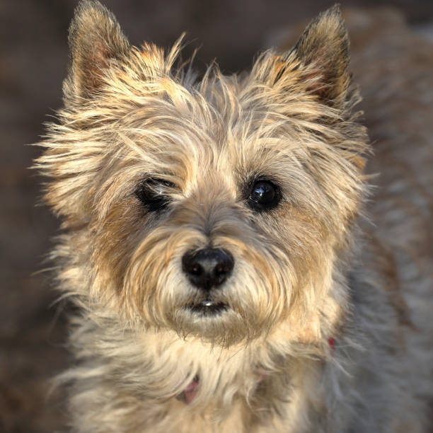 cairn terrier headshot - golden algae imagens e fotografias de stock