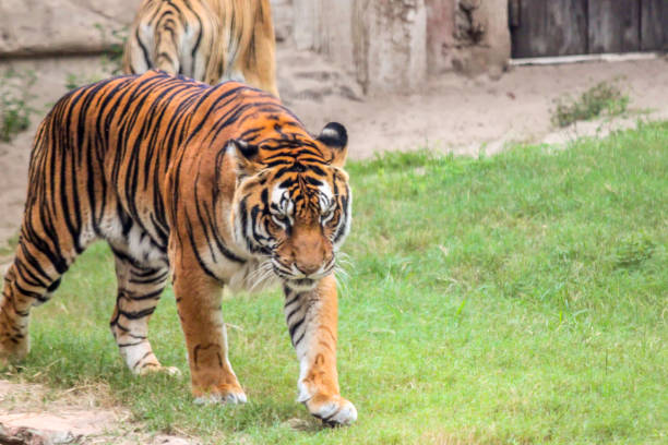 istock Tigers Walking and Laying in the Water 653749692