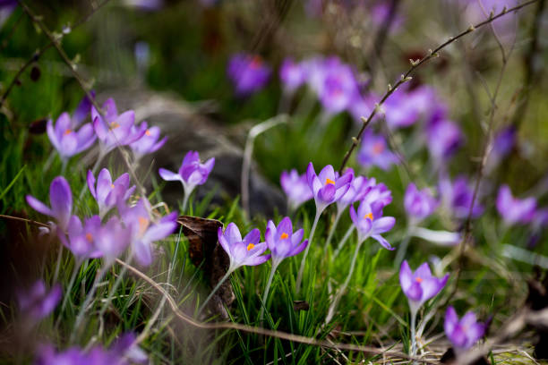 весенние цветы подснежники крокусы - yellow wood anemone стоковые фото и изображения