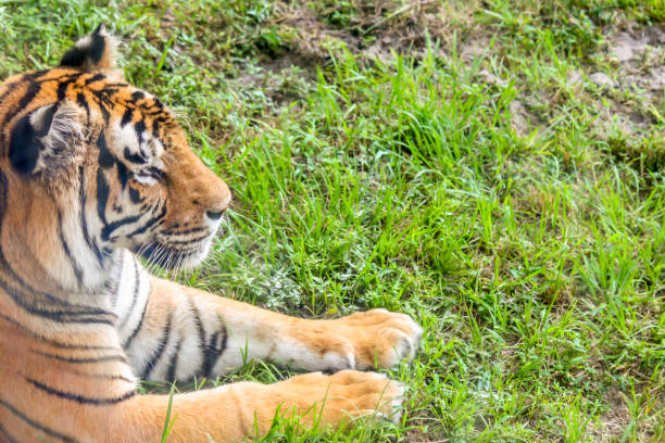 istock Tigers Walking and Laying in the Water 653749940