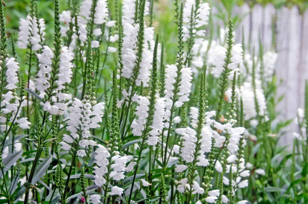 白いフィソステギアバージニアナ、雪の王冠、野生の白い花の茂み。 - virginiana ストックフォトと画像
