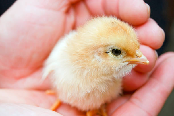 istock Yellow fluffy chicken baby, poultry close up 653751516