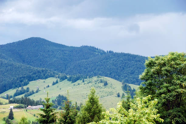 istock Pines forest in the romanian Carpathian mountains 653751578
