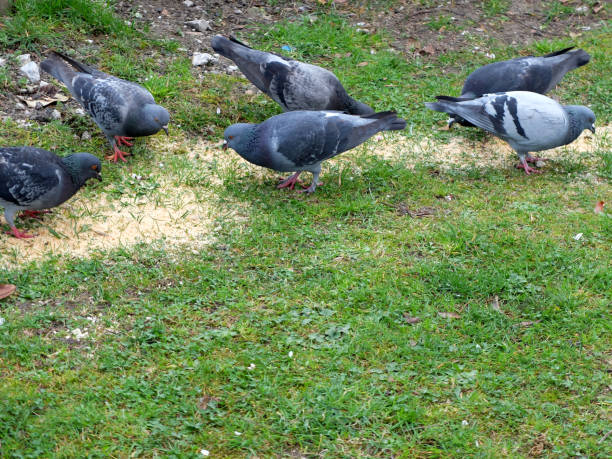 istock Pigeons are feeding in the park. 653751744