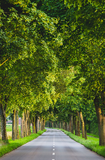 A treelined country road in Germany in the summer.