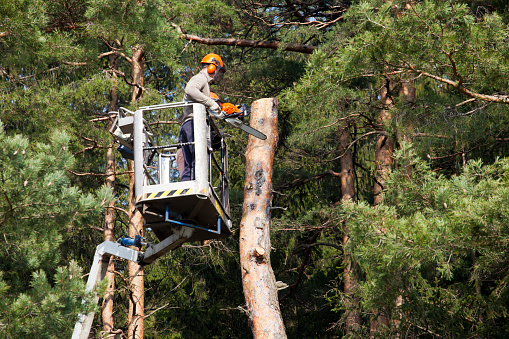 Two workers with a chainsaw trimming the tree branches on the high Hydraulic mobile platform.