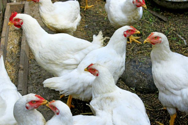 istock Hens in the poultry-yard 653755846