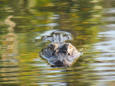 Alligator swimming in the river facing forward looking straight into the camera