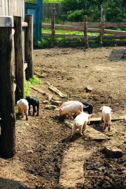 istock piglets run jolly on the farm 653756952