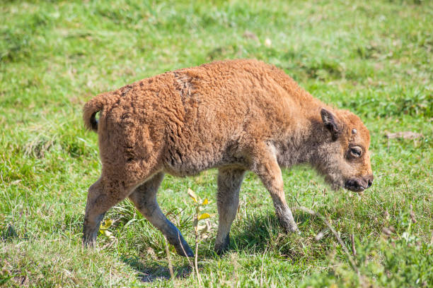 Baby buffalo (calf) walking on green grass.