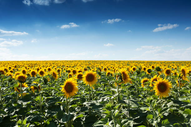 istock Sunflowers on the field 653761218