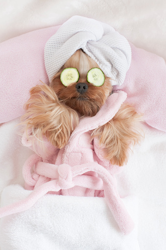 Yorkshire Terrier wearing a towel wrap and cucumbers while relaxing for a day at the dog grooming spa.