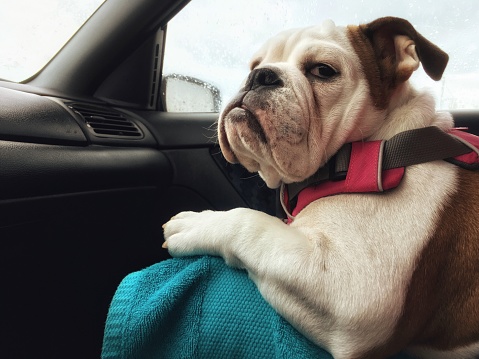 Very demanding passenger does not seem fully satisfied of the ride. Puppy, female, English Bulldog