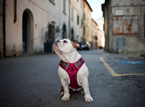Beeautiful bulldog in the middle of the road in Vicopisano (Pisa, Tuscany). Female, five months old. She looks around like a tourist