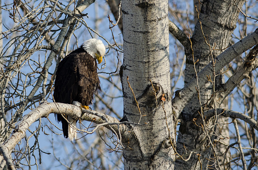 A majestic bald eagle perches confidently in a bare tree