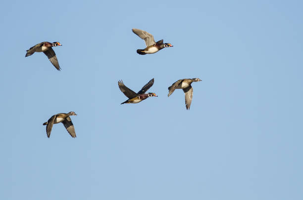 istock Flock of Wood Ducks Flying in a Blue Sky 653771218