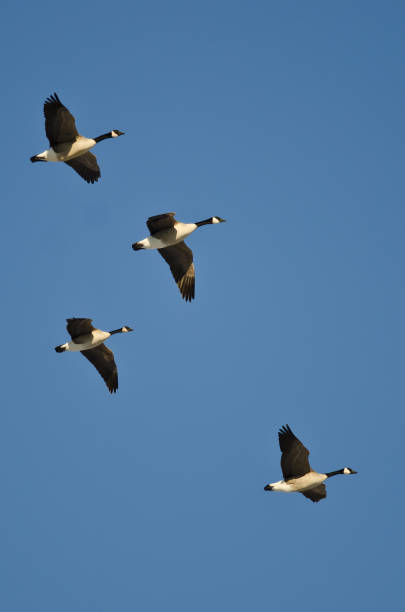 istock Four Canada Geese Flying in a Blue Sky 653771268