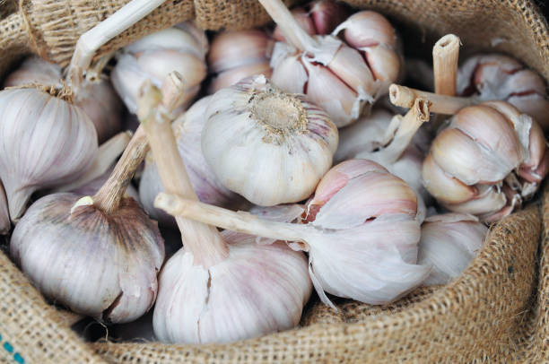 istock Dried whole garlic in burlap sack in asia 653773984