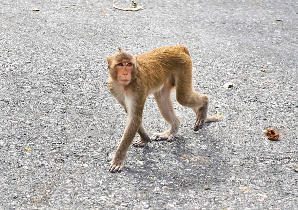 istock Monkey on the car is eating Thailand 653774480