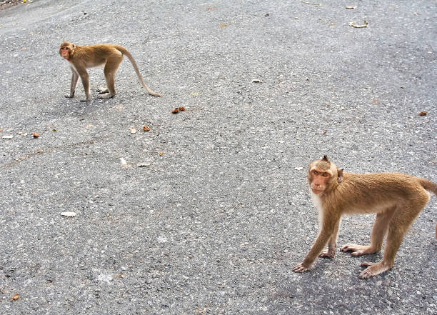istock Monkey on the car is eating Thailand 653774490