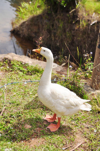 istock White goose or musk duck on green grass 653774758