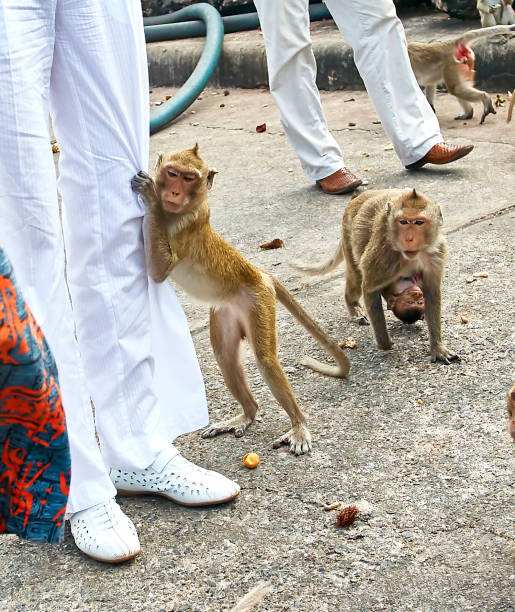 istock Monkey on the car is eating Thailand 653774762