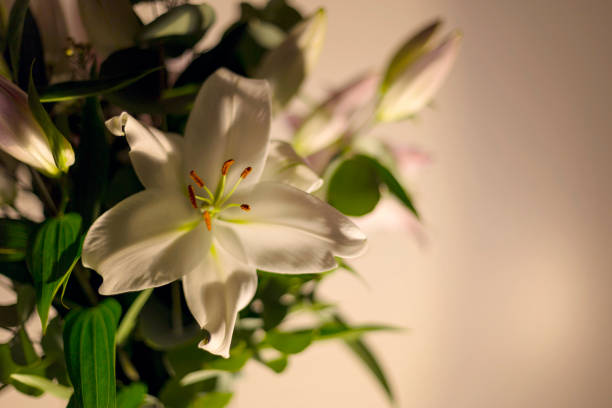 istock White lilies flowers in bouquet against dark background 653774878