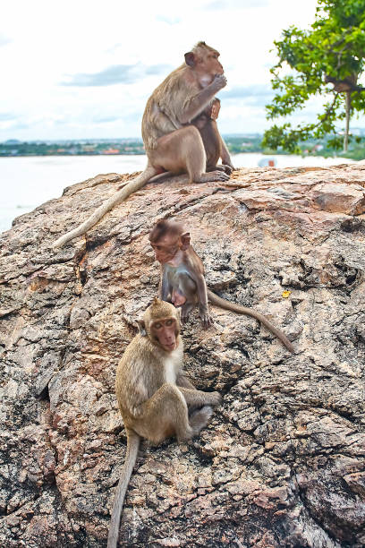 istock Monkey on the car is eating Thailand 653775328