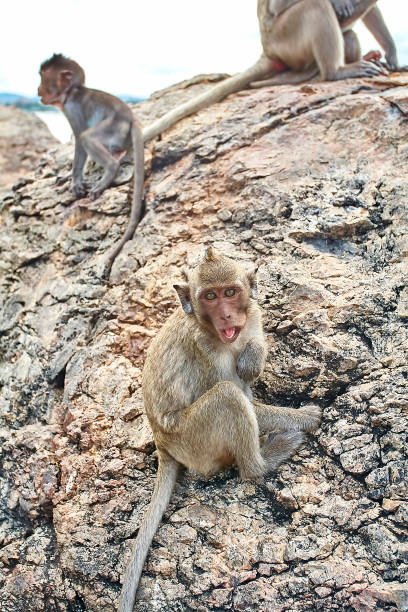 istock Monkey on the car is eating Thailand 653775548