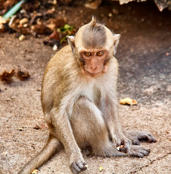 istock Monkey on the car is eating Thailand 653775948