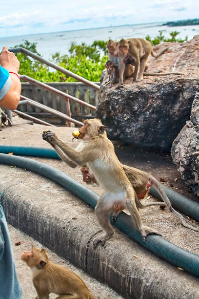 istock Monkey on the car is eating Thailand 653776202