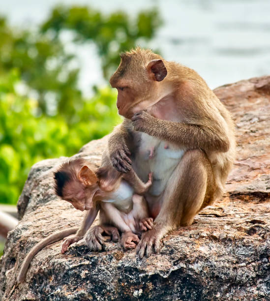 istock Monkey on the car is eating Thailand 653776630