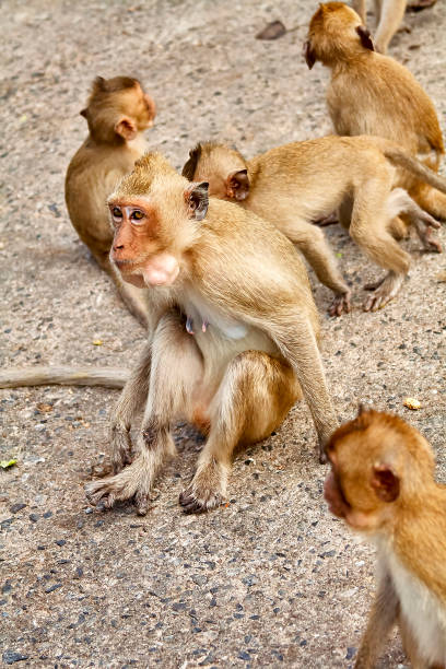 istock Monkey on the car is eating Thailand 653777052
