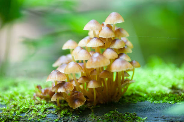 istock Mushrooms on a log in the forest. 653778308