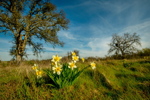 These Daffodils have continued to flourish long after the house they were in front of has been torn down. Known as Daffodil Hill, it its a highlight of Auburn State Recreational Area, Auburn, California.