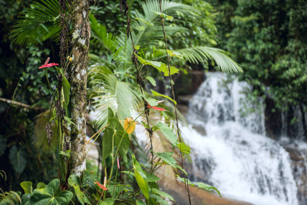 istock Beautiful White Stone's Waterfall, Paraty, Rio de Janeiro state, Brazil 653781734