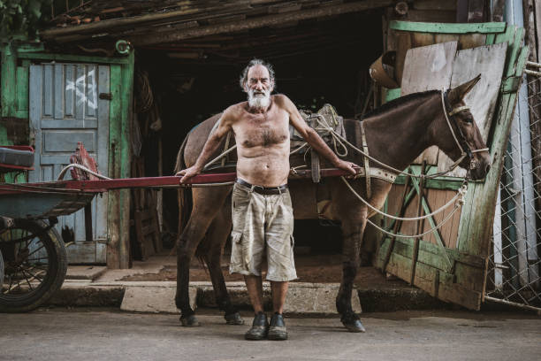 wagon pferd arbeiter, brasilien - working horse stock-fotos und bilder